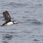 Macareux - Coquet Island - 12/07/2014