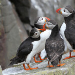 Macareux moine (Puffin) - Inner Farne - 11/07/2014