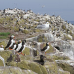 Macareux moine (Puffin) - Inner Farne - 11/07/2014