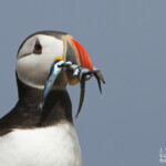 Macareux moine (Puffin) - Inner Farne - 11/07/2014