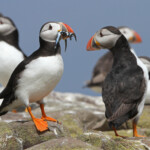 Macareux moine (Puffin) - Inner Farne - 11/07/2014