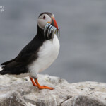 Macareux moine (Puffin) - Inner Farne - 11/07/2014