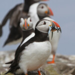Macareux moine (Puffin) - Inner Farne - 11/07/2014