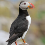 Macareux moine (Puffin) - Inner Farne - 11/07/2014
