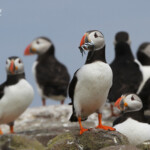 Macareux moine (Puffin) - Inner Farne - 11/07/2014