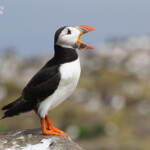 Macareux moine (Puffin) - Inner Farne - 11/07/2014