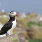 Macareux moine (Puffin) - Inner Farne - 11/07/2014