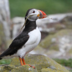 Macareux moine (Puffin) - Inner Farne - 11/07/2014