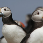 Macareux moine (Puffin) - Inner Farne - 11/07/2014