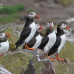 Macareux moine (Puffin) - Inner Farne - 11/07/2014