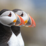 Macareux moine (Ile de Farne, Ecosse 2014)