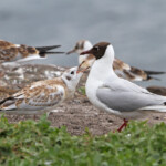 Mouette rieuse - Inner Farne - 11/07/2014