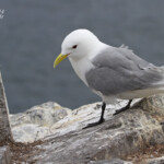 Mouette tridactyle (Kittiwake) - Inner Farne - 11/07/2014