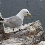 Mouette tridactyle (Kittiwake) - Inner Farne - 11/07/2014