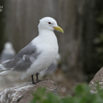 Mouette tridactyle (Kittiwake) - Inner Farne - 11/07/2014