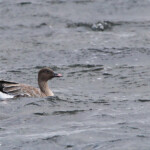 Oie bec court ? Tarbet 14/07/2014