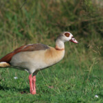 Ouette d'Egypte (Portugal)