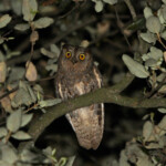 Petit-duc scops, une nuit de printemps dans la plaine des Maures