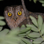 Petit-duc scops (Plaine des Maures)