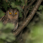 Petit-duc scops (Plaine des Maures)
