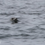 Phoque gris - Coquet Island - 12/07/2014