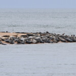 Phoques gris - réserve de Forvie (Newburgh) 13/07/2014