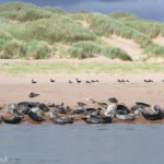 Phoques gris - réserve de Forvie (Newburgh) 13/07/2014