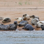 Phoques gris - réserve de Forvie (Newburgh) 13/07/2014