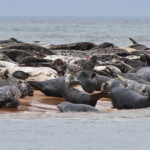 Phoques gris - réserve de Forvie (Newburgh) 13/07/2014