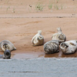 Phoques gris - réserve de Forvie (Newburgh) 13/07/2014