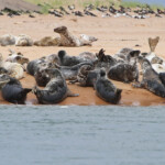 Phoques gris - réserve de Forvie (Newburgh) 13/07/2014