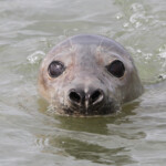 Phoque gris - réserve de Forvie (Newburgh) 13/07/2014