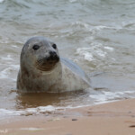 Phoque gris - réserve de Forvie (Newburgh) 13/07/2014