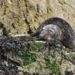 Phoque gris (Grey seal) - Farne Islands - 11/07/2014
