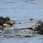 Phoque gris (Grey seal) - Farne Islands - 11/07/2014