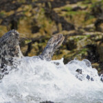 Phoque gris (Grey seal) - Farne Islands - 11/07/2014
