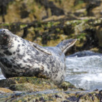 Phoque gris (Grey seal) - Farne Islands - 11/07/2014