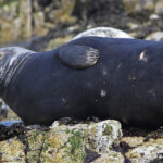Phoque gris (Grey seal) - Farne Islands - 11/07/2014