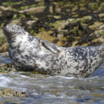 Phoque gris (Grey seal) - Farne Islands - 11/07/2014