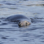 Phoque gris (Grey seal) - Farne Islands - 11/07/2014