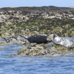 Phoque gris (Grey seal) - Farne Islands - 11/07/2014