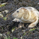 Phoque gris (Grey seal) - Farne Islands - 11/07/2014