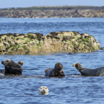 Phoque gris (Grey seal) - Farne Islands - 11/07/2014