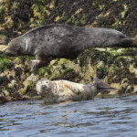 Phoque gris (Grey seal) - Farne Islands - 11/07/2014