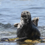 Phoque gris (Grey seal) - Farne Islands - 11/07/2014