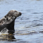 Phoque gris (Grey seal) - Farne Islands - 11/07/2014