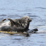 Phoque gris (Grey seal) - Farne Islands - 11/07/2014