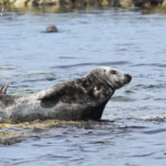 Phoque gris (Grey seal) - Farne Islands - 11/07/2014
