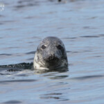 Phoque gris (Grey seal) - Farne Islands - 11/07/2014