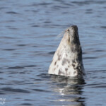 Phoque gris (Grey seal) - Farne Islands - 11/07/2014
